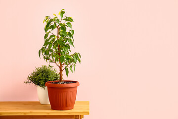 Green houseplants on table near pink wall
