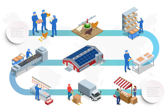 Isometric Poultry farming. Poultry farm building, production of chicken meat, eggs, poultry products. Chicken on an organic farm, freely grazing on a meadow. Organic farming