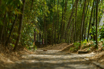 camino de bosque de bambú 