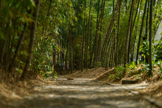 camino de bosque de bamb&uacute; 