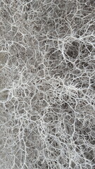 Obraz premium A monochromatic image depicts a cluster of branches, their twisted forms creating a striking contrast against the blank background..