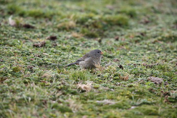 The plain-colored seedeater (Catamenia inornata) is a species of bird in the family Thraupidae. This photo was taken in Ecuador.