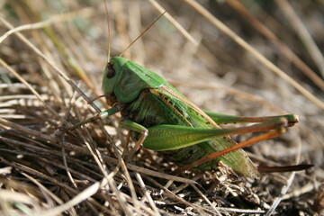 A close-up view reveals the intricate details of a grasshopper's body, with its vibrant colors and delicate legs.
