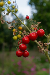 Red cherry tomatoes on the branch