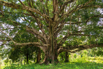 Wide shot of a large old tree with multiple branches in nature