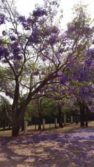 Purple Ipe in the park