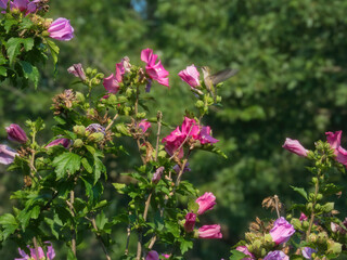 A ruby throated hummingbird gets nectar from a hibisucs flower
