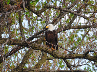 Bald Eagle Bird of Prey Raptor Perched High in Tree on a Summer Day Hiding in the Green Leaves as a Predator Hunting for Prey