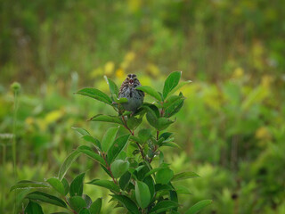 Sparrow on a Branch: A Savannah sparrow bird perched on the top of a prairie plant with the forest blurred in the background