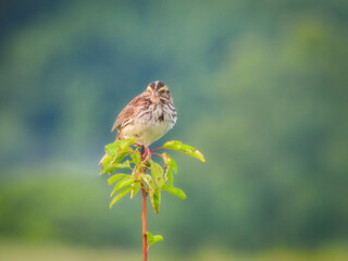 Sparrow on a Branch: A Savannah sparrow bird perched on the top of a prairie plant with the forest blurred in the background