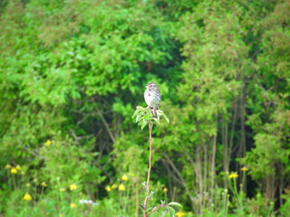 Sparrow on a Branch: A Savannah sparrow bird perched on the top of a prairie plant with the forest blurred in the background