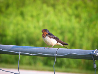 A Barn Swallows Perched on a Metal Fence with Green Foliage in Background