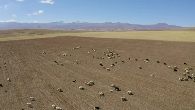 Forward reveal aerial shot of a herd of ship on the field on sunny summer day. Surroundings of Gavar, Gegharkunik Province, Armenia.