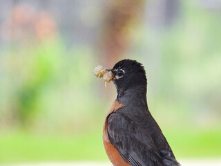 American Robin Bird with Mulberry in its Beak
