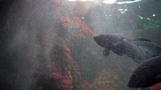 black fishes swimming in a wavy rocky reef full of bubbles and algae 