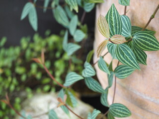 観葉植物　ペペロミア