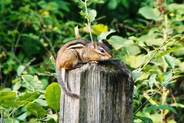 Chipmunk Sits on a Fence Post 