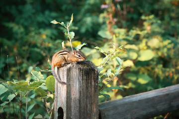 Chipmunk Sits on a Fence Post 
