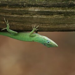 Green Anole Native Species Gainesville Micanopy Paynes Prairie Florida