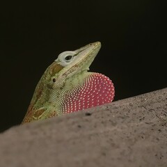 Green Anole Native Species Gainesville Micanopy Paynes Prairie Florida