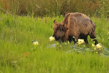 Very Old Bison Living out Her Last Days in Peace at Paynes Prairie 