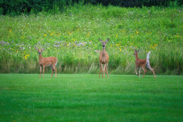 Mamma White-Tailed Deer Doe and Two Fawns on the Grass in Front of Prairie Wildflowers