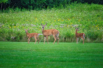 Mamma White-Tailed Deer Doe and Two Fawns on the Grass in Front of Prairie Wildflowers
