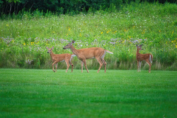 Mamma White-Tailed Deer Doe and Two Fawns on the Grass in Front of Prairie Wildflowers
