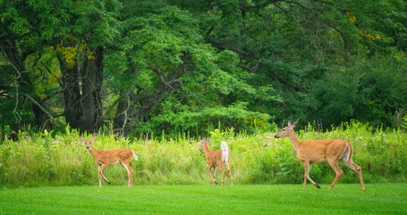 Mamma White-Tailed Deer Doe and Two Fawns on the Grass in Front of Prairie Wildflowers