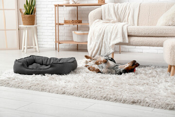 Cute cocker spaniel lying on fluffy carpet in living room