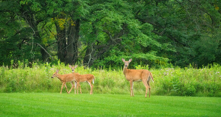 Naklejka na ściany i meble Mamma White-Tailed Deer Doe and Two Fawns on the Grass in Front of Prairie Wildflowers