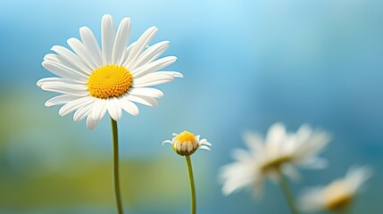 Blooming Daisy in a Delicate Meadow: a Macro View of Nature's Beauty