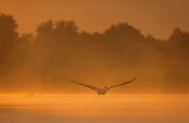 Photo of a majestic heron soaring above the tranquil waters of the Danube Delta Reservation Wild birds fly Danube Delta