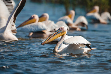Fototapeta na wymiar Photo of a group of pelicans gracefully gliding on the water's surface in the Danube Delta reservation Wild birds fly Danube Delta