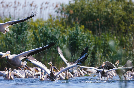 Photo of a mesmerizing flock of birds soaring above the serene waters of the Danube Delta reservation Wild birds fly Danube Delta