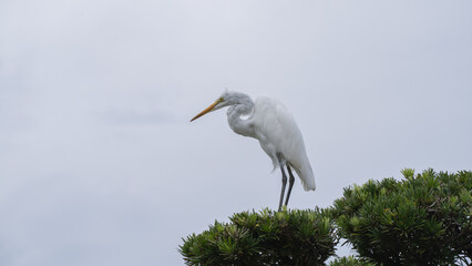 木にとまるダイサギ