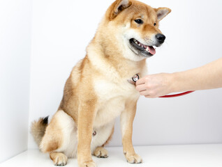 shiba ina's dog at a vet's appointment