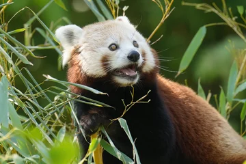 Tuinposter Roter Panda 5 © Kent