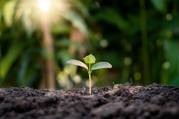Seedlings grow from fertile soil and the morning sun shines through. Ecological concept and ecological balance.