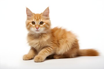 Obraz premium orange cat isolated on white