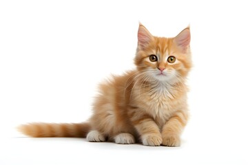 orange cat isolated on white