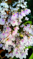 Orchid blossom in spring