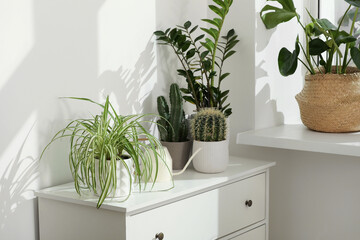 Many beautiful potted houseplants growing near window indoors