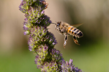 a bee flies in the garden bed between the flowers of an Agastache