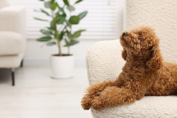 Cute Maltipoo dog resting on armchair at home, space for text. Lovely pet