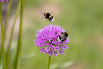 two bumblebees and a bee on an allium flower in the garden