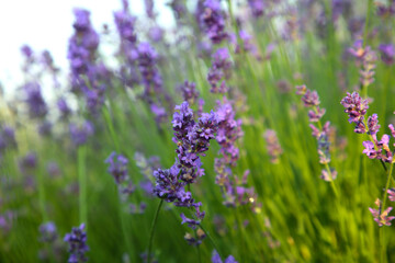 Obraz premium Beautiful blooming lavender growing in field, closeup