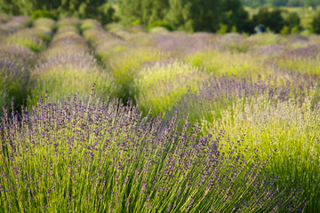 Beautiful view of blooming lavender growing in field