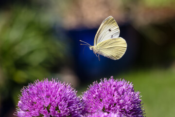 flying cabbage white butterfly over allium flowers in the garden bed