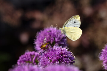 flying cabbage white butterfly over allium flowers in the garden bed